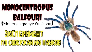 Monocentropus balfouri / пересадка/ содержание / эксперимент