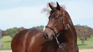 LOT 898 - Magna Grecia X Gladys - COLT