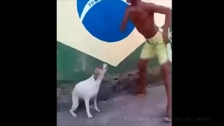 Собака танцует в ритм со своим хозяином