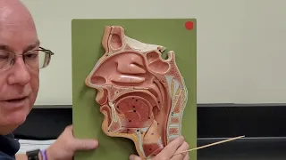 Professor Long 2402 Lab Nasal Cavity and Pharynx