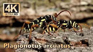 Longhorned beetle (Plagionotus arcuatus)