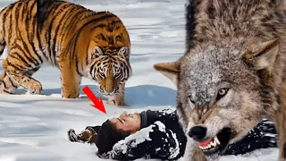 This Tiger Wanted To Attack The Man But It Didn't Know He Was Not Alone There!