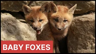 Red Fox Baby Kits and Mom (Adorable Fun!)