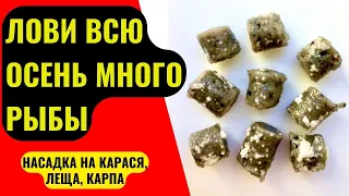 Насадка для рыбалки на КАРАСЯ, ЛЕЩА, КАРПА, которая работает даже в холодной воде.