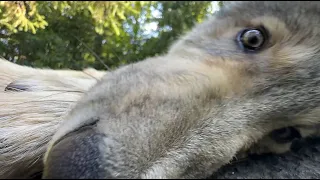 Wolf Pup Tries to Take a Selfie