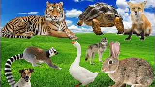 Baby farm animal moments: Wolf, Dog, Lemur, Goose, Turtle, Tiger & Fennec Fox, Rabbit, Eagle