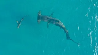 Giant Hammerhead Sharks Hunting Blacktip Sharks 2