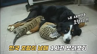 내 새끼가 호랑이..?! 아기 호랑이 남매와 개 엄마 백운이 모아보기 🐯🐶 | 마지막화까지 풀버전! | KBS 주주클럽 방송