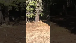 Bigfoot In Tahoe