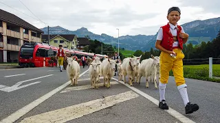 Alpabfahrt Seealpsee Wasserauen Weissbad Steinegg Appenzell Schlatt Leimensteig | Öberefahre 2022