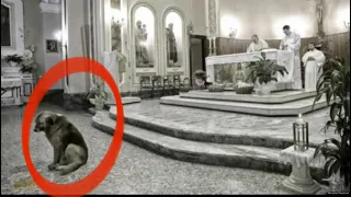 Эта собака приходит в церковь каждый день… Причина поражает!