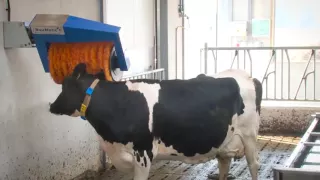 Cow Brush (English)