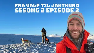 Trening av fuglehund i fjellet