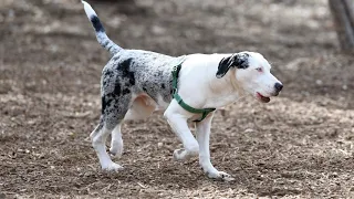 DANGEROUS OR PROTECTIVE? THE CATAHOULA LEOPARD DOG