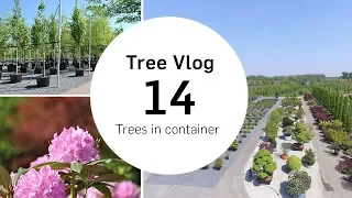 Trees in container  | Tree vlog #14