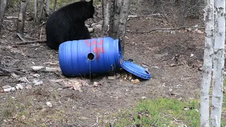 BOW HUNTING BEARS/ Saskatchewan  Canada