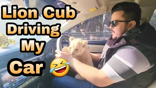 Lion Cub First Time Travelling in Car | A Day Out with my Lion Cub | Nouman Hassan |