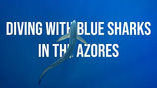 Diving with Blue Sharks in the Azores