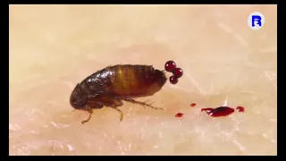 😰😰😰¿Cómo es el ciclo de vida de las pulgas?