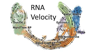 How to do single-cell RNA velocity analysis | Complete introduction