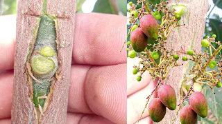 Successful Mango Bud Grafting | Mango V Grafting Technique With Result (100% Success) | Mango Graft