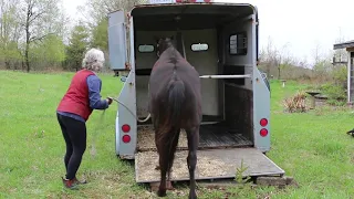 Trailer Training:  Thoroughbred Gelding Session