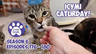 ICYMI Caturday! * Lucky Ferals S6 Episodes 176 - 180 * Cat Videos Compilation - Feral Kittens