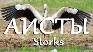 Аисты — Storks