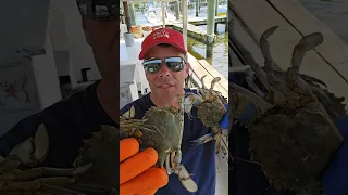Why are there so many Half Crabs? #baltimore #fishing #maryland #crabs