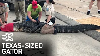 Dad rescues 4-year-old daughter from 12-foot gator in League City