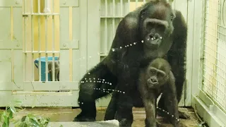 January 2, 2022 Gorilla family in the new year 💗 Brothers' fierce love play [Kyoto City Zoo]