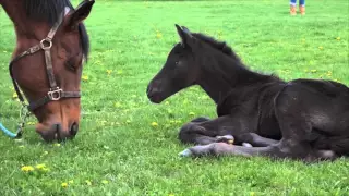 Revi Newborn Colt at SS Equestrian Center