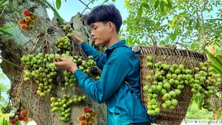 Harvest figs, Rambutan, Bring to market to sell, Forest life