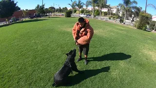 Cane Corso protection training 2 years 11 month old female