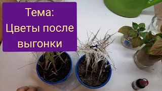 Крокусы после выгонки к 8 марта. Что делать с таким подарком?