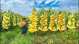 Mix of Harvesting Corn, Fig and Beef Heart Recipe