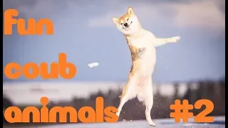 fun coub animals #2 Смешные ролики с животными ноябрь 2018