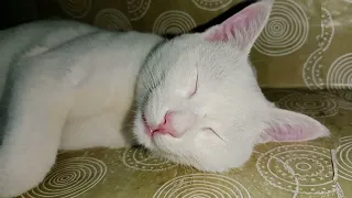 Fluffy White Cat Napping - The Purrfect Way to Relax