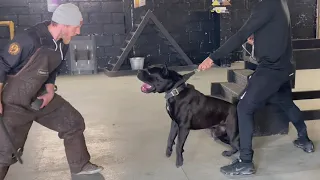 The cane Corso Defence training