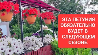 ЭТА ПЕТУНИЯ ОБЯЗАТЕЛЬНО БУДЕТ В СЛЕДУЮЩЕМ СЕЗОНЕ. МОИ ПРЕДПОЧТЕНИЯ ЭТОГО СЕЗОНА.