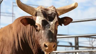 PBR Legend: Bushwacker