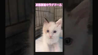 #里親募集中子猫アゴはネコ #保護猫 #可愛い猫 #里親募集中 #子猫 #ラグドール