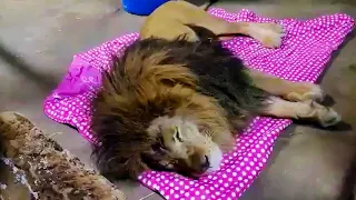 Вот почему этот лев не может заснуть без одеяла