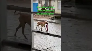 Cachorro malandro