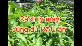 Mỗi Bước Chân là Một Nồi Canh - Những RAU dễ trồng, ăn dài dài| THÍCH TRỒNG CÂYTV