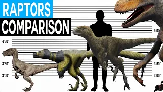 Dinosaur Size Comparison | Dromaeosaurs (Raptors)