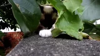 Jessica, the Siamese cat, hiding in the leaves