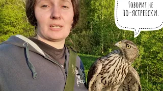 Training of a goshawk. Stage 9. (Day 15) What to do if everything is not according to plan?