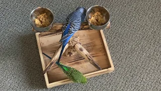 Kiwi the parakeet eats millet but Pixel chases him away to stare at his own reflection