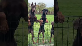 Aggressive Dobarman Dog Family 🥵 || Doberman Dog Guard Our Territory 😱🔥 #shorts